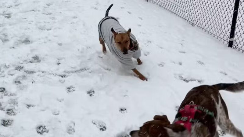 Bell Watertown Public Dog Park - Watertown, MA