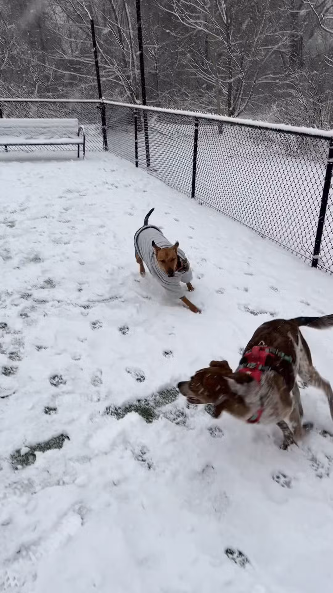Bell Watertown Public Dog Park - Watertown, MA