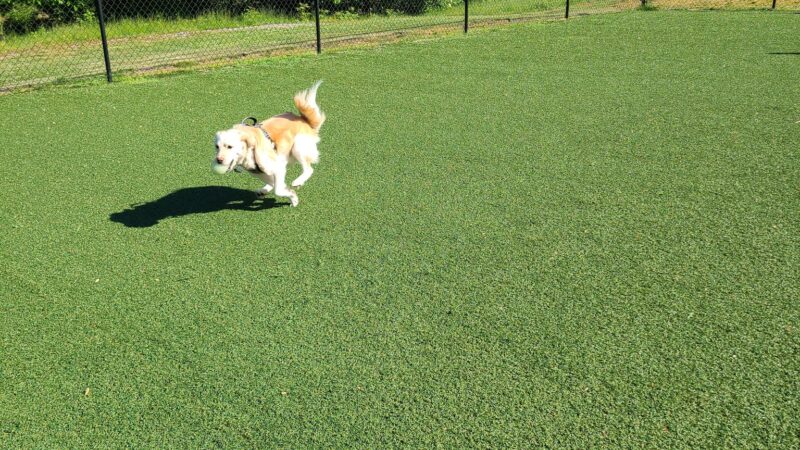 Bell Watertown Public Dog Park - Watertown, MA