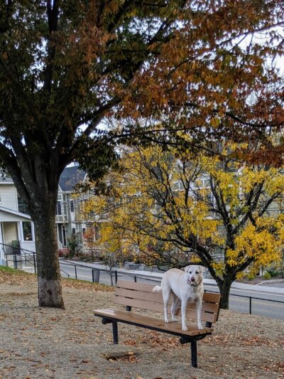 How Park Off - Leash Area - Watertown, MA