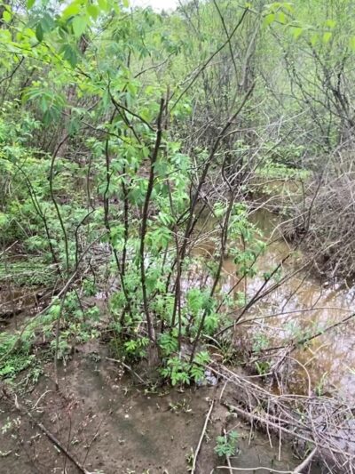 Harris Shoals Park - Watkinsville, GA