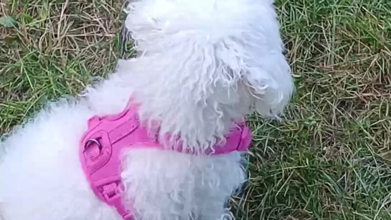 Callahan-Franklin Dog Exercise Area - Waukegan, IL