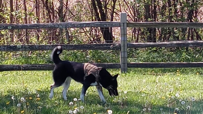 Callahan-Franklin Dog Exercise Area - Waukegan, IL