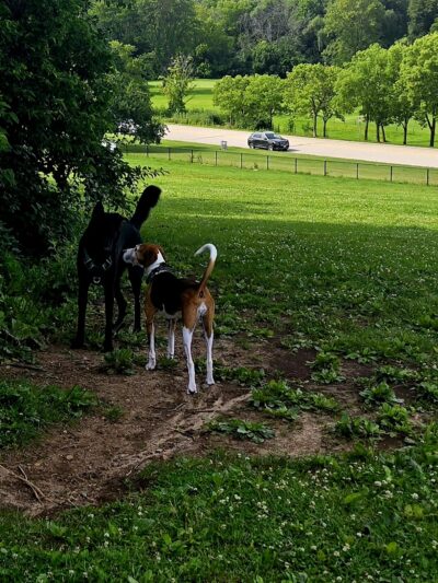 Currie Dog Park - Wauwatosa, WI