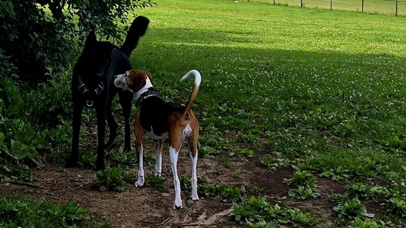 Currie Dog Park - Wauwatosa, WI