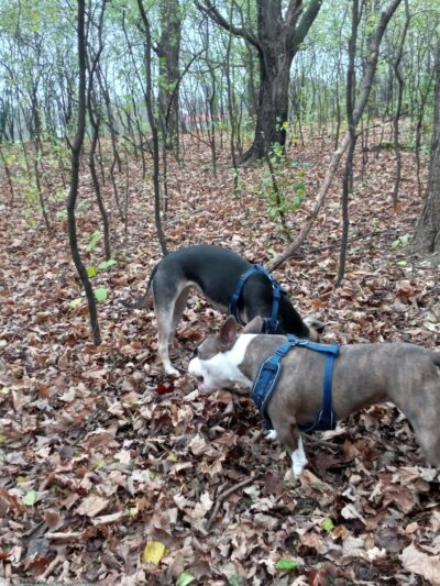 Currie Dog Park - Wauwatosa, WI