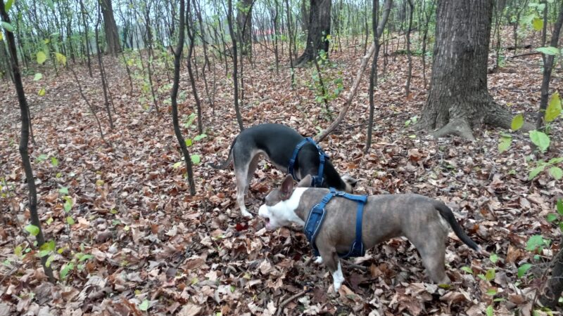 Currie Dog Park - Wauwatosa, WI