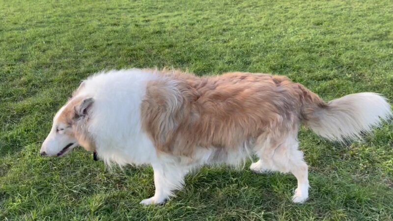 Currie Dog Park - Wauwatosa, WI