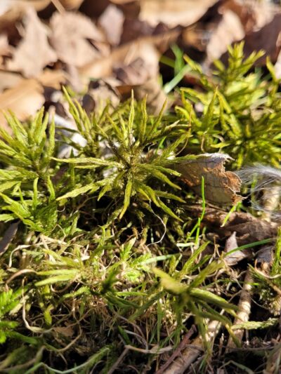 Carantouan Greenway Wildwood Nature Reserve - Waverly, NY