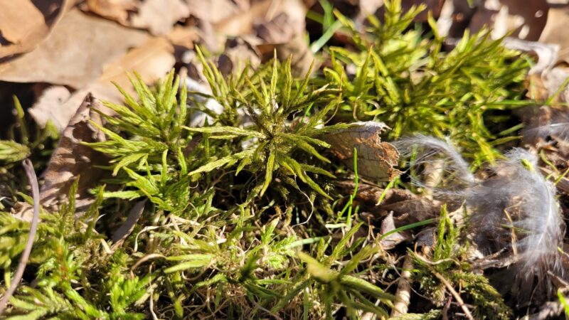 Carantouan Greenway Wildwood Nature Reserve - Waverly, NY