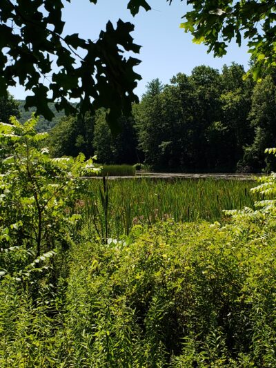 Carantouan Greenway Wildwood Nature Reserve - Waverly, NY