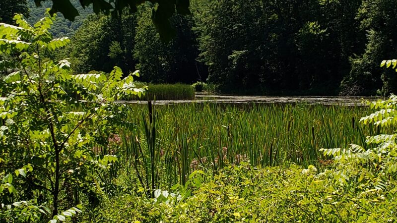 Carantouan Greenway Wildwood Nature Reserve - Waverly, NY