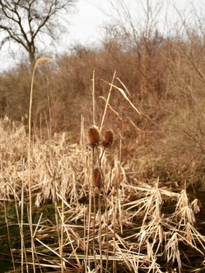 Carantouan Greenway Wildwood Nature Reserve - Waverly, NY