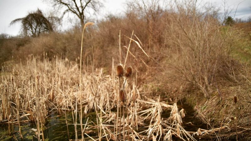 Carantouan Greenway Wildwood Nature Reserve - Waverly, NY