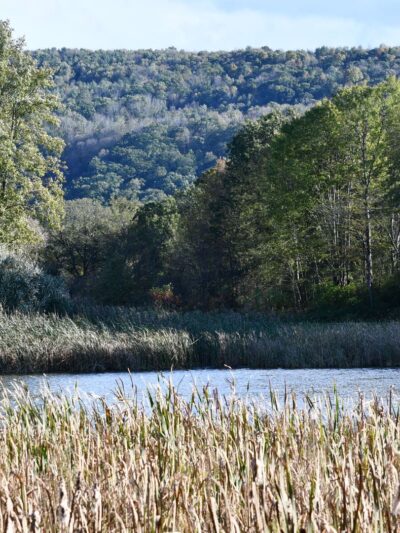 Carantouan Greenway Wildwood Nature Reserve - Waverly, NY