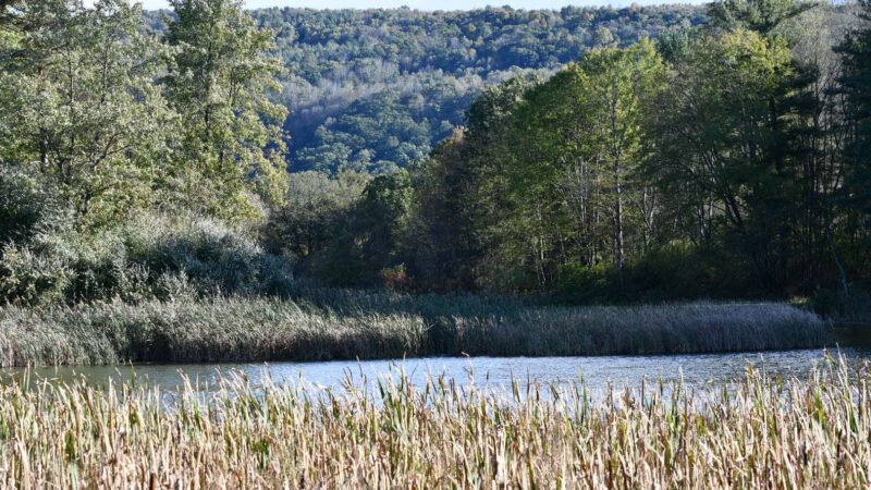 Carantouan Greenway Wildwood Nature Reserve - Waverly, NY