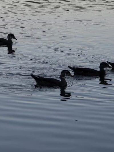 Lippman Park - Wawarsing, NY