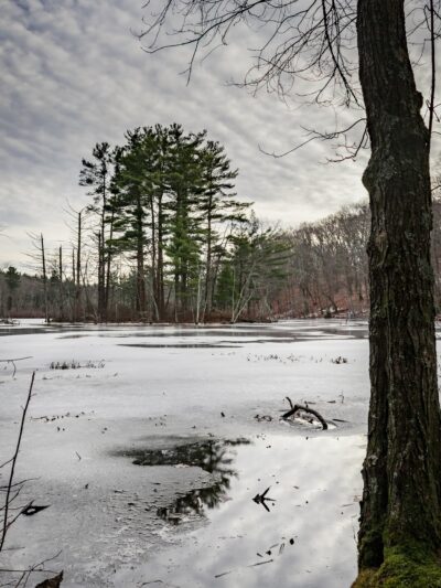 Hamlen Woods - Wayland, MA