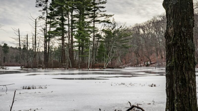 Hamlen Woods - Wayland, MA
