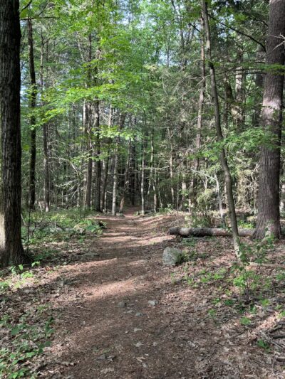 Hamlen Woods - Wayland, MA