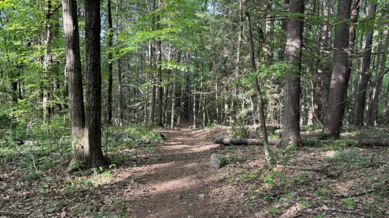 Hamlen Woods - Wayland, MA