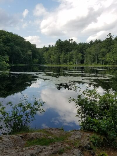 Hamlen Woods - Wayland, MA
