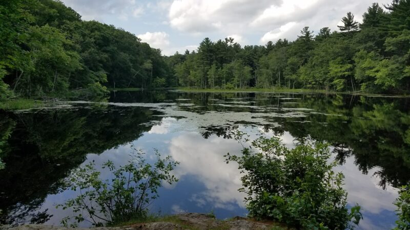 Hamlen Woods - Wayland, MA