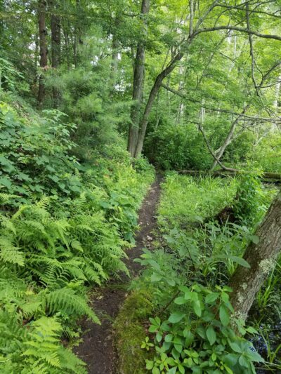 Hamlen Woods - Wayland, MA