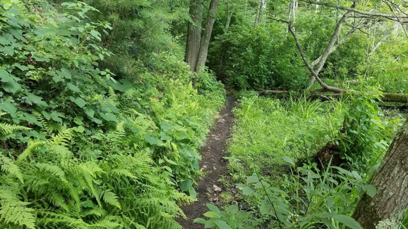 Hamlen Woods - Wayland, MA