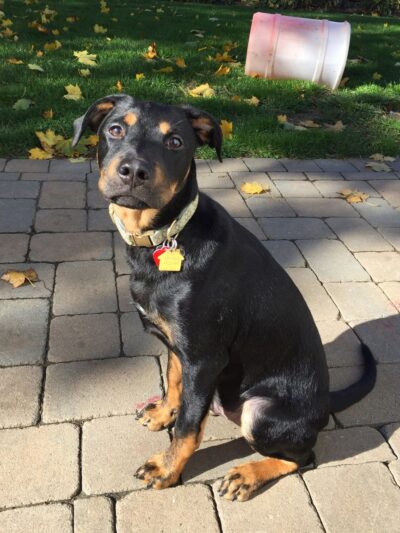 Wayward Ranch Animal Sanctuary - ,