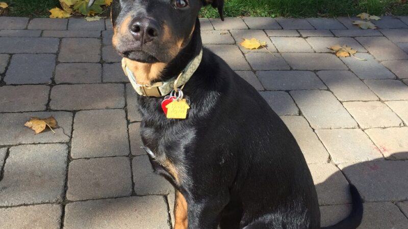 Wayward Ranch Animal Sanctuary - ,