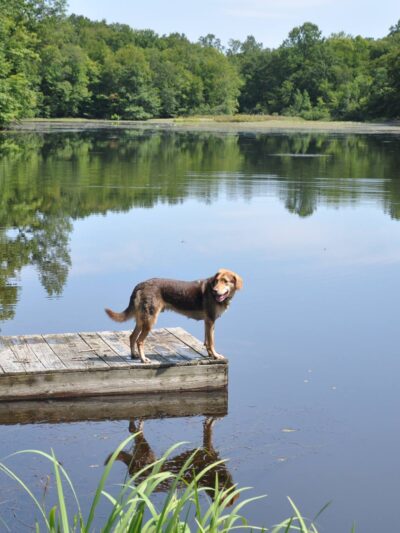 Wayward Ranch Animal Sanctuary - ,