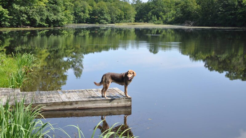 Wayward Ranch Animal Sanctuary - ,