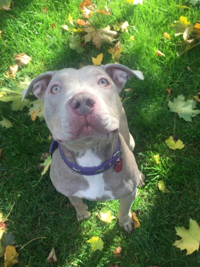 Wayward Ranch Animal Sanctuary - ,