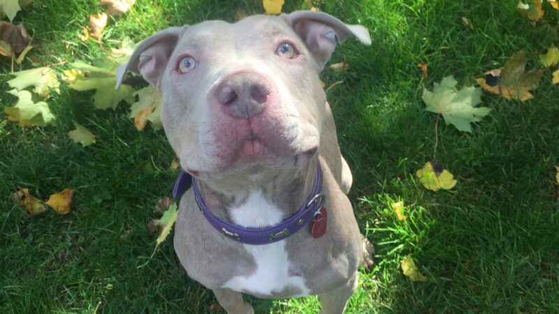 Wayward Ranch Animal Sanctuary - ,