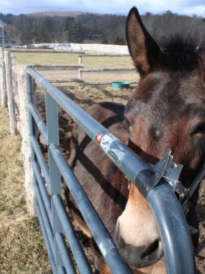 Wayward Ranch Animal Sanctuary - ,