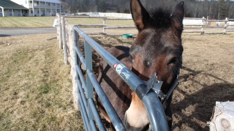 Wayward Ranch Animal Sanctuary - ,