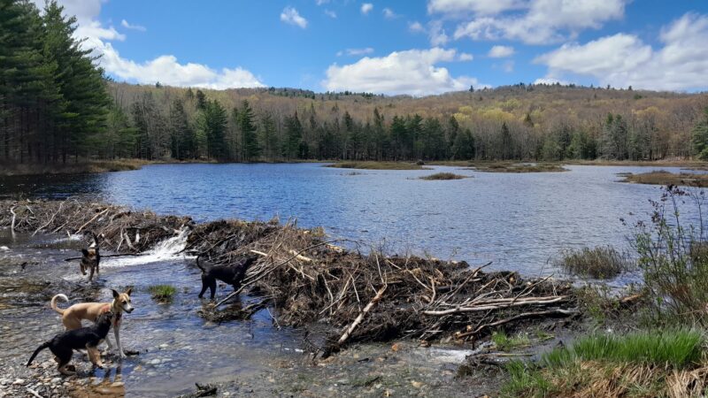 Ferrin Pond Reserve Parking - Weare, NH