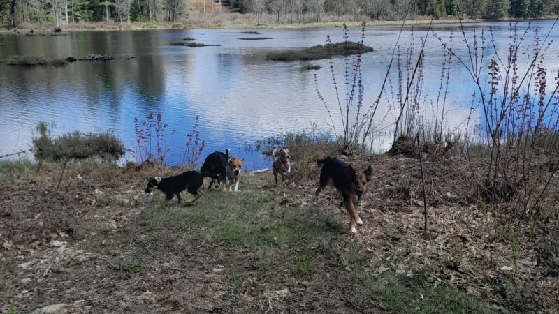 Ferrin Pond Reserve Parking - Weare, NH