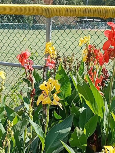 Blackburn Park - Webster Groves, MO