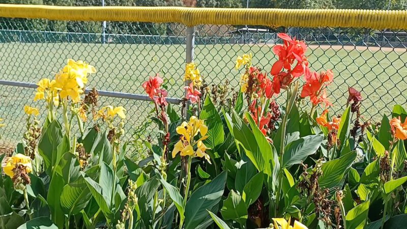 Blackburn Park - Webster Groves, MO