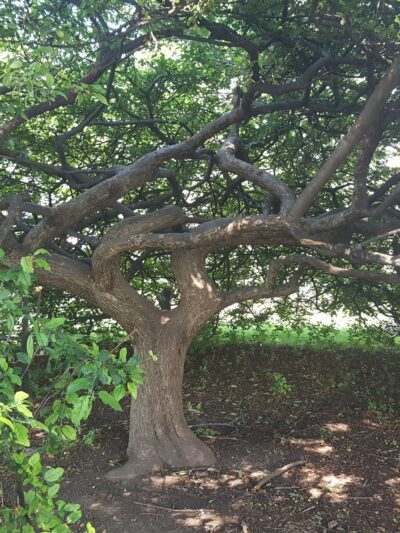 Gazebo Park - Webster Groves, MO