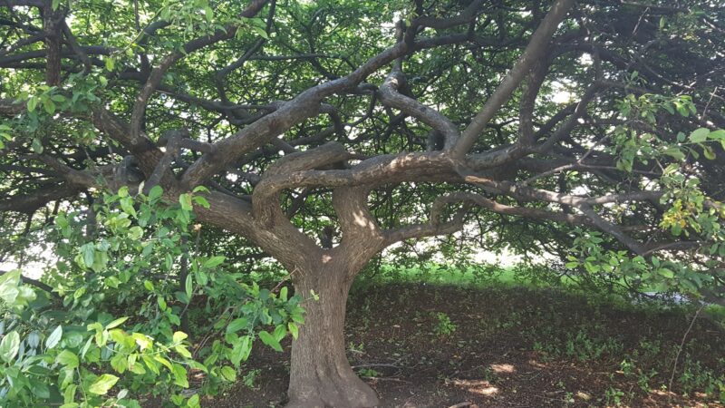 Gazebo Park - Webster Groves, MO