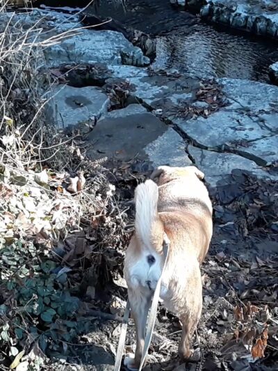 Larson Park - Webster Groves, MO