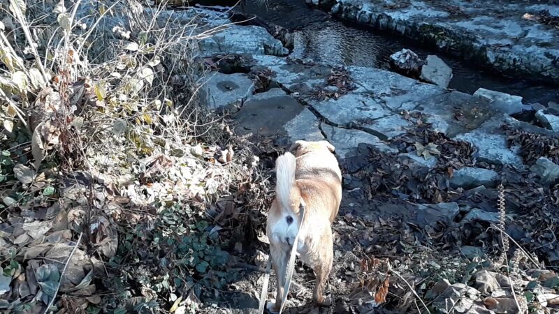 Larson Park - Webster Groves, MO
