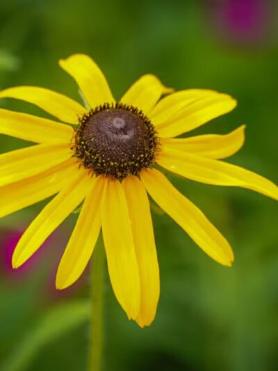 Lockwood Park - Webster Groves, MO