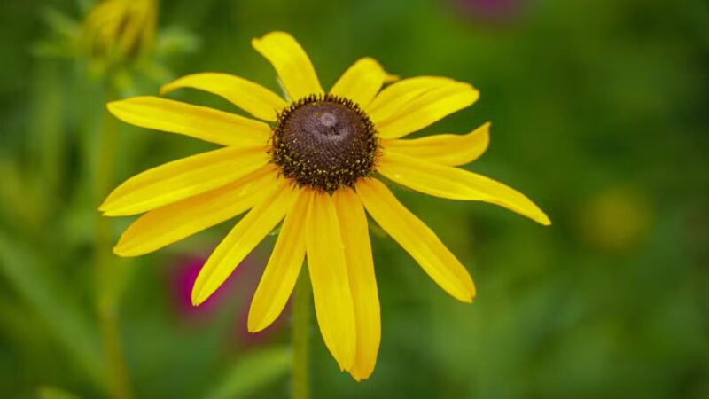 Lockwood Park - Webster Groves, MO