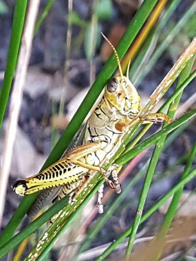 Unknown Park - Weimar, TX
