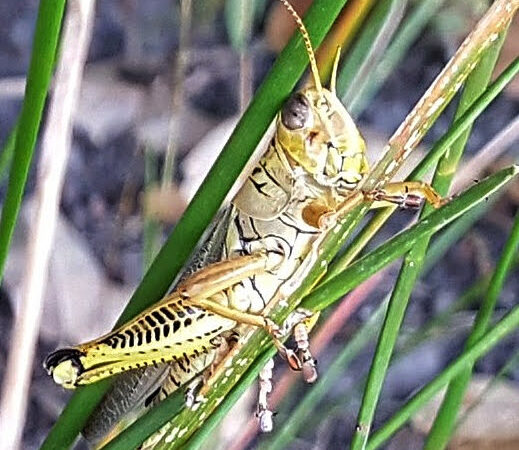 Unknown Park - Weimar, TX