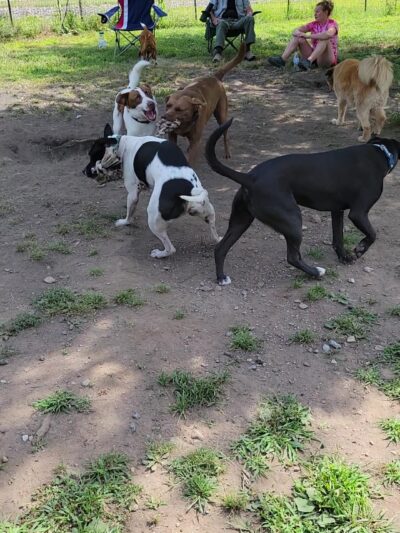 River Point Canine Park - Weissport, PA